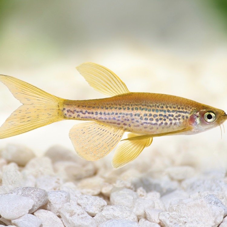 Brachydanio frankei Luipaarddanio L